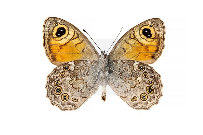 Large Wall Brown, Rotsvlinder; Lasiommata maera stock-image by Agami/Wil Leurs,