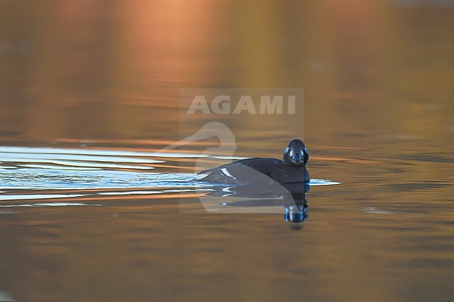 Velvet Scoter (Melanitta fusca), wintering juvenile bird on colourful surface, Finland stock-image by Agami/Kari Eischer,