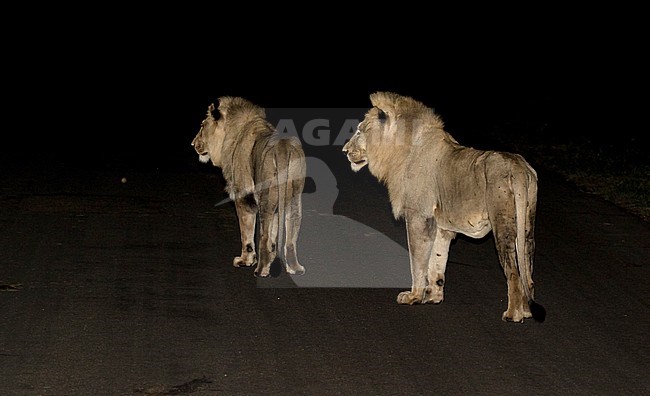 Two young male Lions (Panthera Leo) in Kruger National Park in South Africa. Standing on the road during the night. stock-image by Agami/Dani Lopez-Velasco,