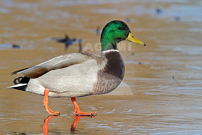 Mallard (Anas platyrhynchos) standing on a frozen pond in Victoria, BC, Canada. stock-image by Agami/Glenn Bartley,