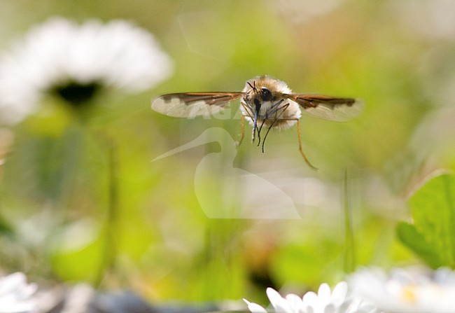 Wolzwever zwevend bij bloemen, Bee-fly hovering near flowers stock-image by Agami/Rob de Jong,