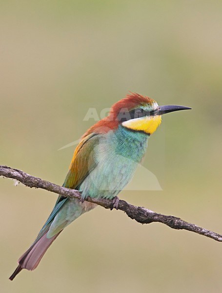 European Bee-eater perched; Bijeneter zittend stock-image by Agami/Markus Varesvuo,