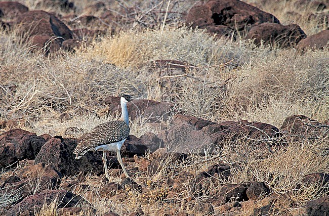 Heuglin's bustard (Neotis heuglinii) on a rocky slope stock-image by Agami/Pete Morris,