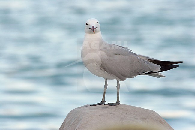 Audouins Meeuw staand op steen; Audouin\'s Gull perched on rock stock-image by Agami/Karel Mauer,