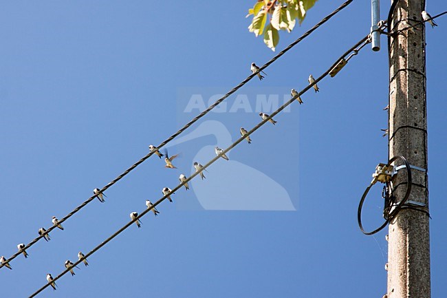 Oeverzwaluwen verzamelen zich op electriciteitsdraden; Sand Martins gathering on electricity wires stock-image by Agami/Theo Douma,