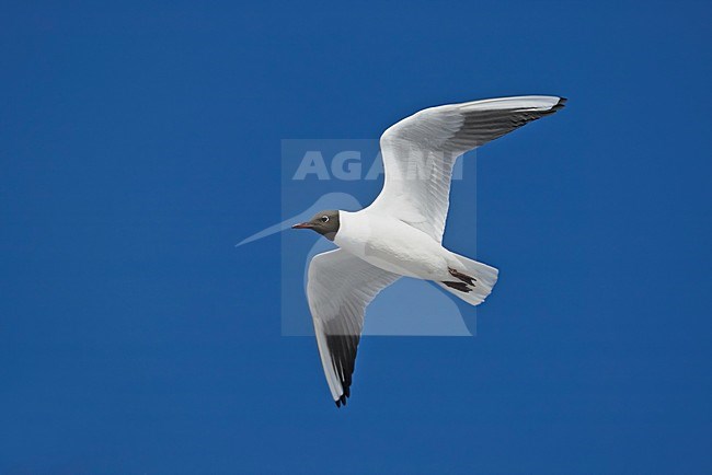 Black-headed Gull flying, Kokmeeuw vliegend stock-image by Agami/Markus Varesvuo,