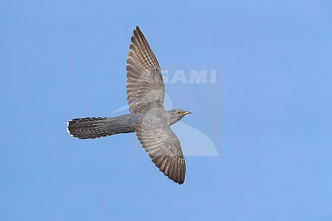 Adult male Common Cuckoo (Cuculus canorus) in Italy. stock-image by Agami/Daniele Occhiato,
