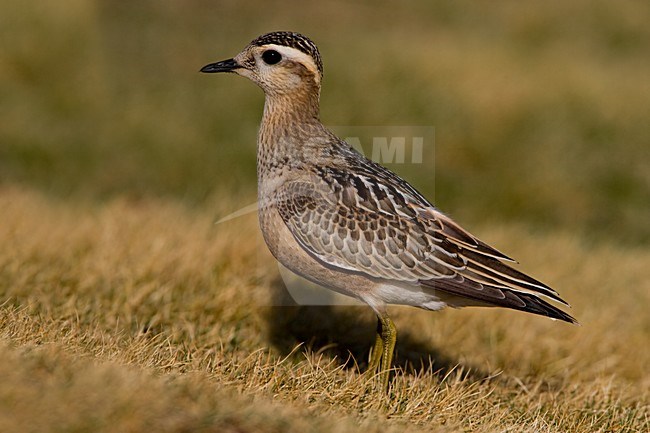 Juveniele Morinelplevier; Juvenile Eurasian Dotterel stock-image by Agami/Daniele Occhiato,