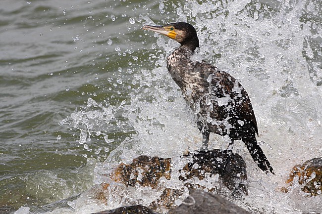 Aalscholver krijgt golf over zich heen; Great Cormorant surprised by wave stock-image by Agami/Karel Mauer,