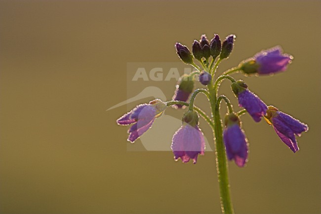 Pinksterbloem close-up; Cuckoo Flower close up stock-image by Agami/Menno van Duijn,