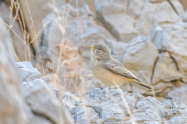 Desert Lark (Ammomanes deserti) standing on rocks, in Oman. stock-image by Agami/Sylvain Reyt,