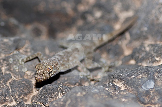 Dhofar fan-footed gecko (Ptyodactylus dhofarensis) taken the 28/02/2023 at Dhofar - Oman. stock-image by Agami/Nicolas Bastide,