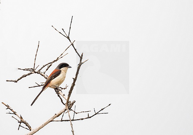 Adult Burmese Shrike (Lanius collurioides) in Vietnam. stock-image by Agami/Pete Morris,