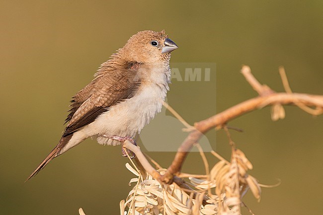 African Silverbill (Euodice cantans), single individual perched on a branch stock-image by Agami/Saverio Gatto,