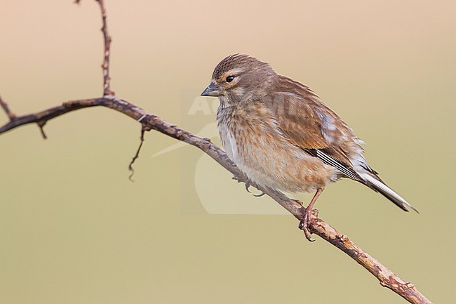 Linnet - Bluthänfling - Carduelis cannabina ssp. mediterranea, Morocco, adult female stock-image by Agami/Ralph Martin,