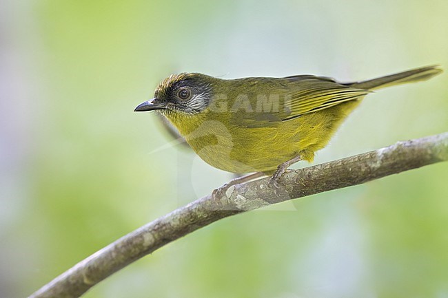 Stripe-cheeked Bulbul (Arizelocichla milanjensis) perched on a branch in Tanzania. stock-image by Agami/Dubi Shapiro,
