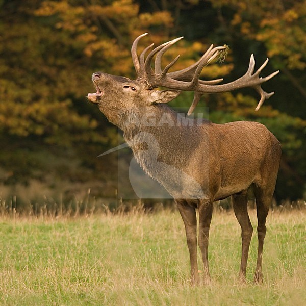 Red Deer male roaring; Edelhert man burlend stock-image by Agami/Han Bouwmeester,