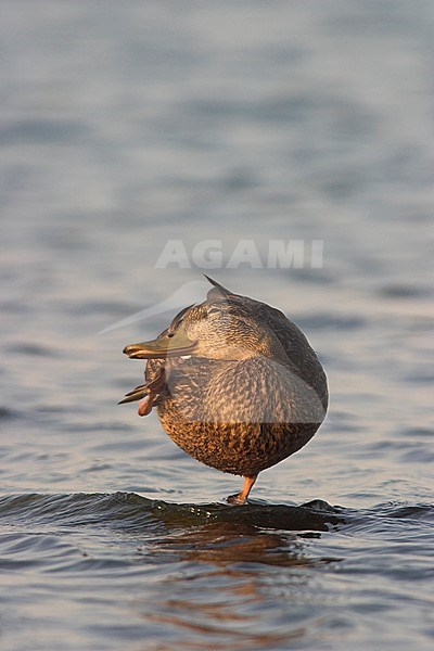 Amerikaanse Zwarte Eend, American Black Duck stock-image by Agami/Glenn Bartley,