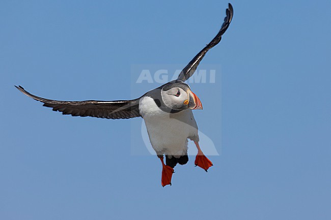 Atlantic Puffin (Fratercula arctica), front view of an adult in flight, Finnmark, Norway stock-image by Agami/Saverio Gatto,