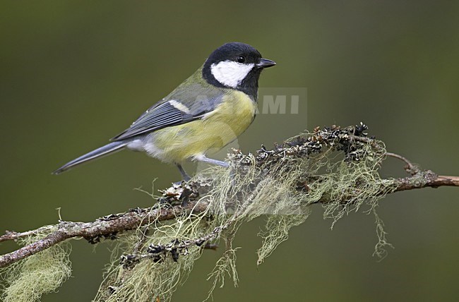 Great Tit perched on a branch; Koolmees zittend op een tak stock-image by Agami/Markus Varesvuo,
