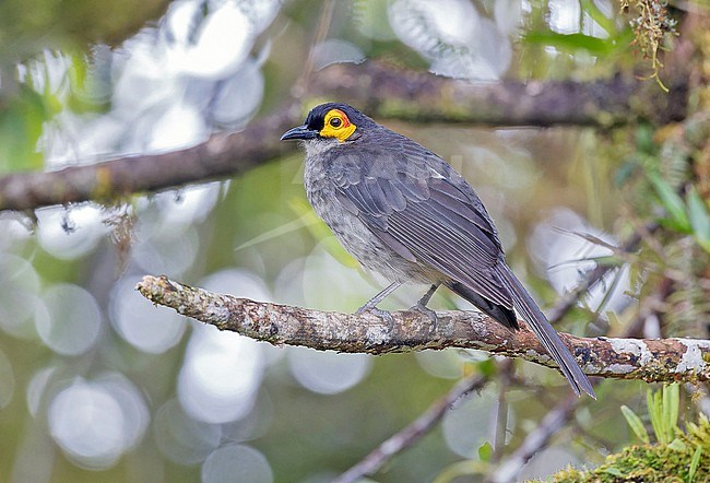 Common Smoky Honeyeater (Melipotes fumigatus) in Papua New Guinea. stock-image by Agami/Pete Morris,