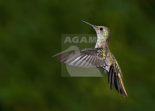 Sombre Hummingbird (Aphantochroa cirrochloris) in flight stock-image by Agami/Andy & Gill Swash ,