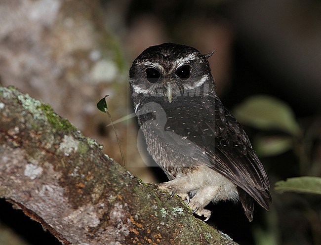 Speckled Boobook (Ninox punctulata) at night in Sulawesi. stock-image by Agami/James Eaton,