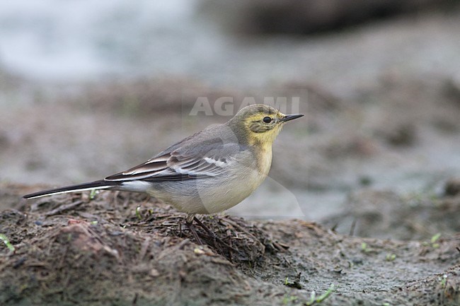 Vrouwtje Citroenkwikstaart; Female Citrine Wagtail stock-image by Agami/Arnold Meijer,