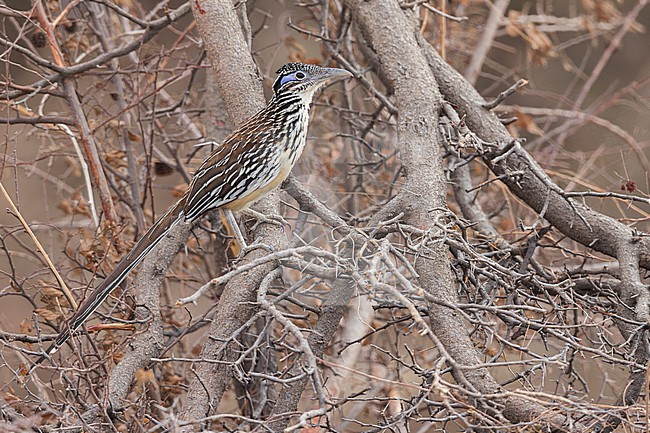 Lesser Roadrunner (Geococcyx velox) perched on a branch in Oaxaca, Mexico. stock-image by Agami/Glenn Bartley,