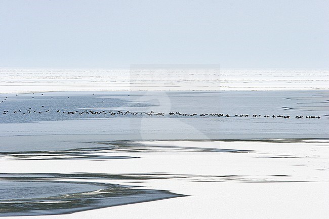 Flock of Tufted Duck (Aythya fuligula) wintering on a frozen Ijsselmeer in the Neherlands. stock-image by Agami/Karel Mauer,