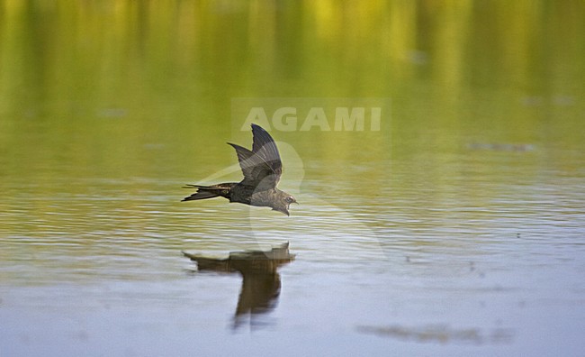 drinking Common Swift; drinkende Gierzwaluw stock-image by Agami/Marc Guyt,