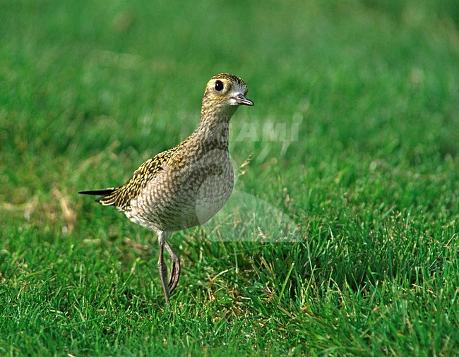 Aziatische Goudplevier in Finland; Vagrant Pacific Golden Plover in Finland stock-image by Agami/Markus Varesvuo,