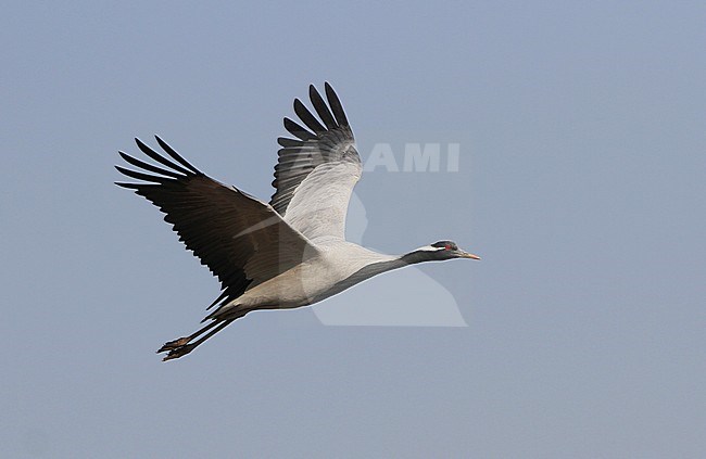 Jufferkraanvogel in vlucht; Demoiselle Crane (Anthropoides virgo) in flight stock-image by Agami/James Eaton,