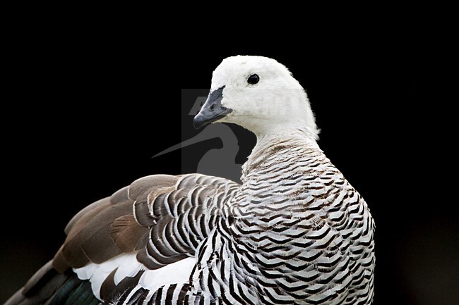 Magelhaengans; Upland Goose stock-image by Agami/Marc Guyt,