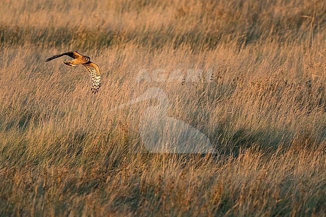 First-winter Hen Harrier (Circus cyaneus) flying over a rural field in Germany (Niedersachsen). stock-image by Agami/Ralph Martin,