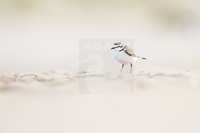 Strandplevier, Kentish Plover, Charadrius alexandrinus adult male on sand beach on north sea coast stock-image by Agami/Menno van Duijn,