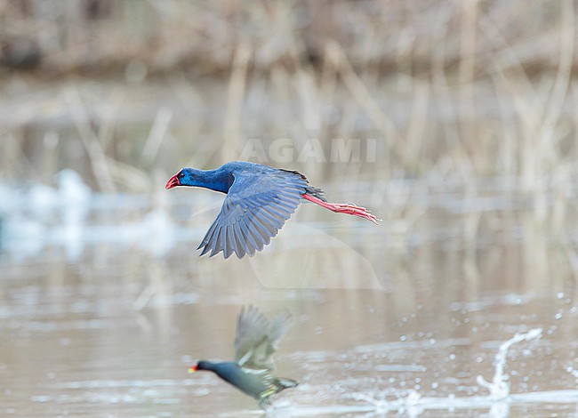 Purple Swamphen, Porphyrio porphyrio, in Spain. stock-image by Agami/Marc Guyt,