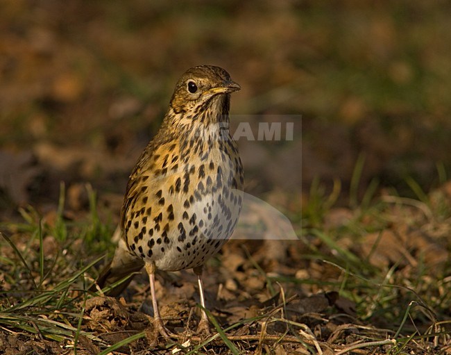 Song Thrush on ground, Zanglijster op grond stock-image by Agami/Wil Leurs,