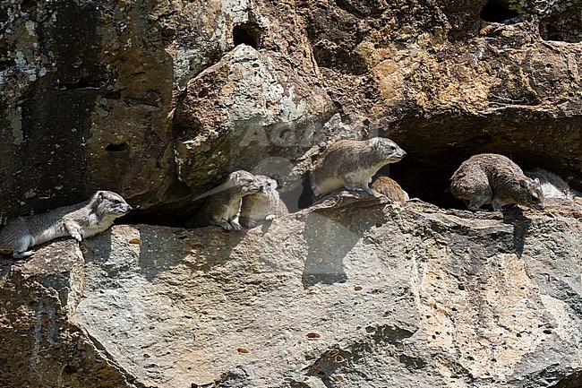 Rock dassies, Procavia capensis. stock-image by Agami/Sergio Pitamitz,