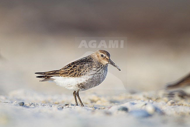 Bonte Strandloper, Dunlin, Calidris alpina stock-image by Agami/Menno van Duijn,