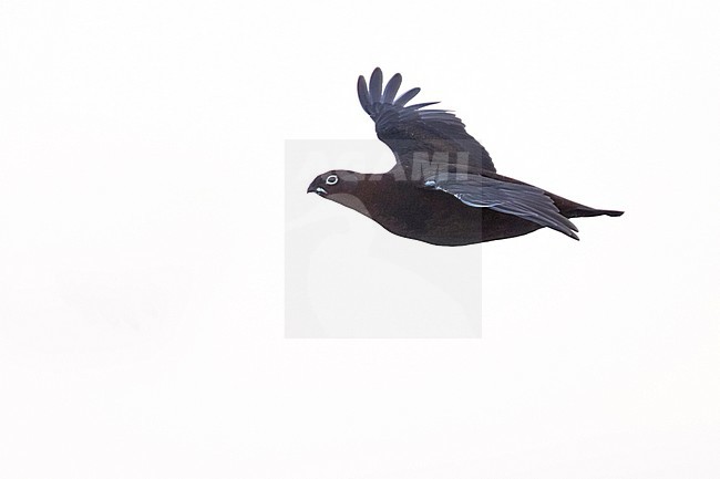 Red Grouse (Lagopus scotica), Great Britain, adult male in flight stock-image by Agami/Ralph Martin,