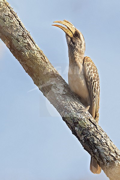 Pale-billed Hornbill (Lophoceros pallidirostris) in Tanzania. stock-image by Agami/Dubi Shapiro,