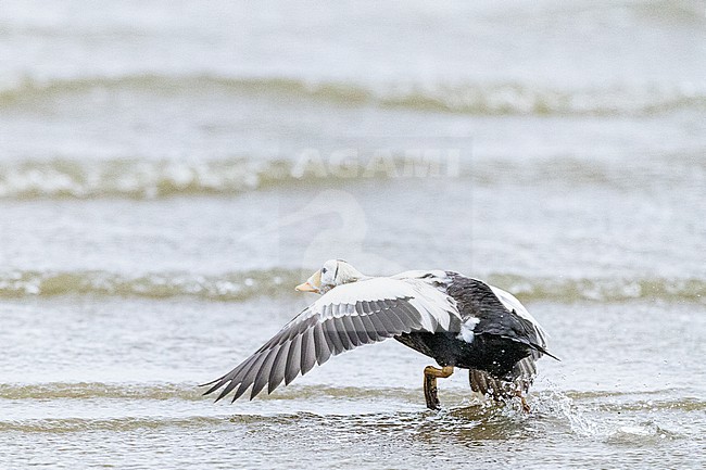  stock-image by Agami/Menno van Duijn,