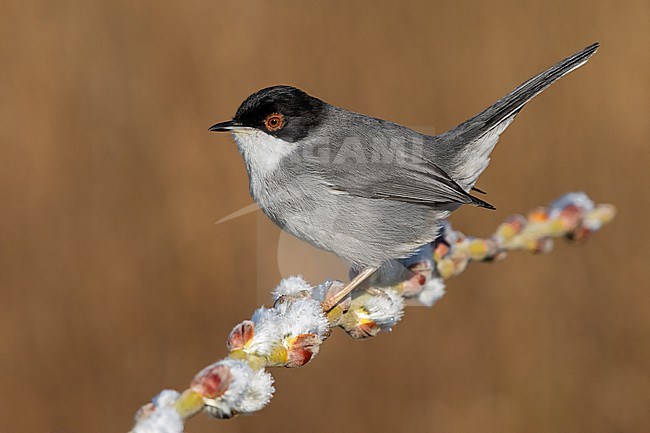Sardinian Warbler (Sylvia melanocephala), side view of an adult male perched on a branch, Campania, Italy stock-image by Agami/Saverio Gatto,