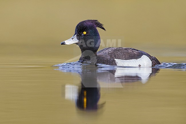 Adult male Tufted Duck (Aythya fuligula) swimming on a lake on Iceland. stock-image by Agami/Daniele Occhiato,