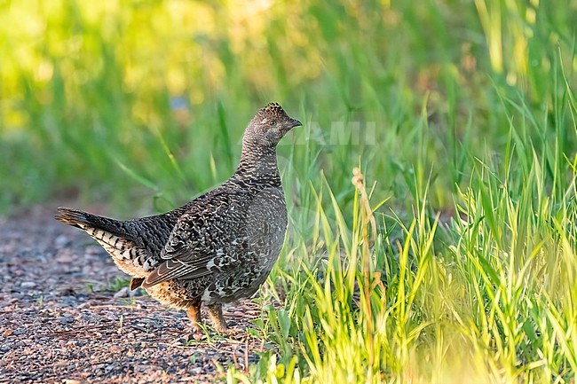 Adult female
Boulder Co., CO
June 2023 stock-image by Agami/Brian E Small,