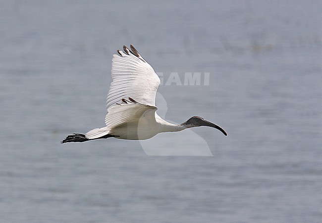 Adult Black-headed ibis (Threskiornis melanocephalus), also known as the Oriental white ibis, Indian white ibis, and black-necked ibis, in flight over a lake on Sri Lanka. stock-image by Agami/Andy & Gill Swash ,