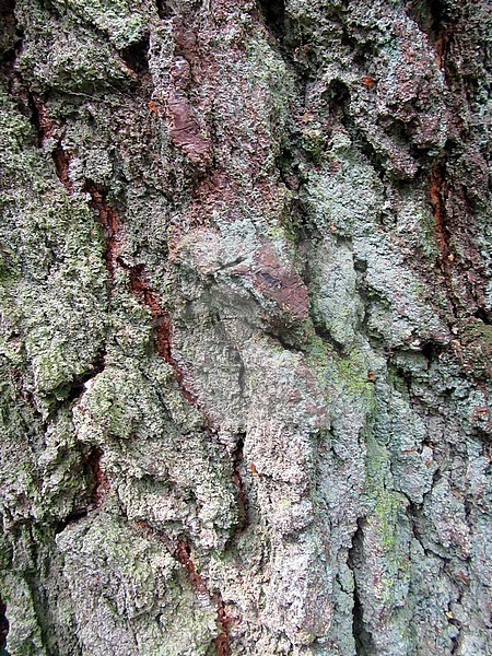Closeup from bark of a tree in Springendal, Twente, part of Overijssel in the Netherlands. stock-image by Agami/Marc Guyt,