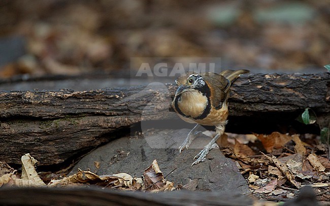 Greater Necklaced Laughingthrush (Pterorhinus pectoralis) at Kaeng Krachan National Park, Thailand stock-image by Agami/Helge Sorensen,