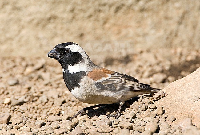 Male Cape Sparrow (Passer melanurus) standing on the ground in Leshoto. stock-image by Agami/Marc Guyt,